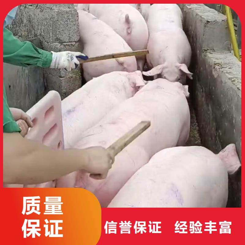 宿迁到畜禽运输贴心服务