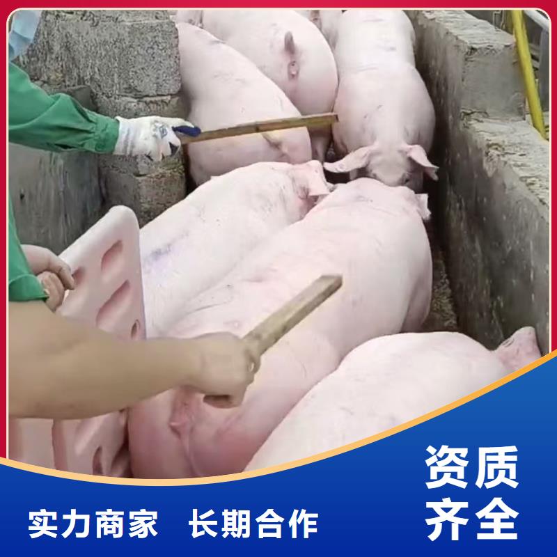 南通到猪牛羊运输空调车匠心品质