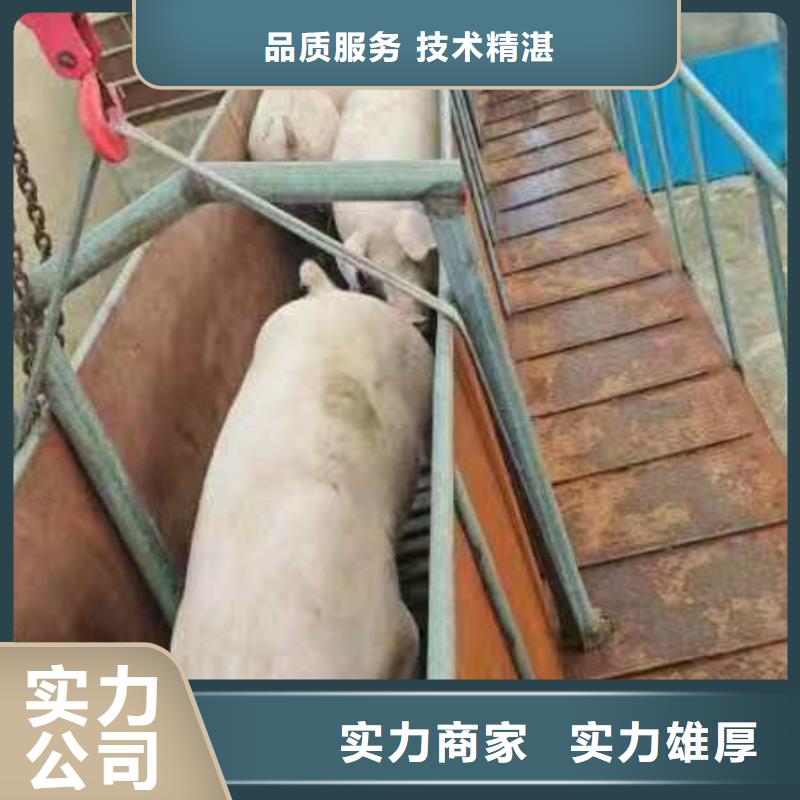 南阳至高栏车肥猪运输实力雄厚