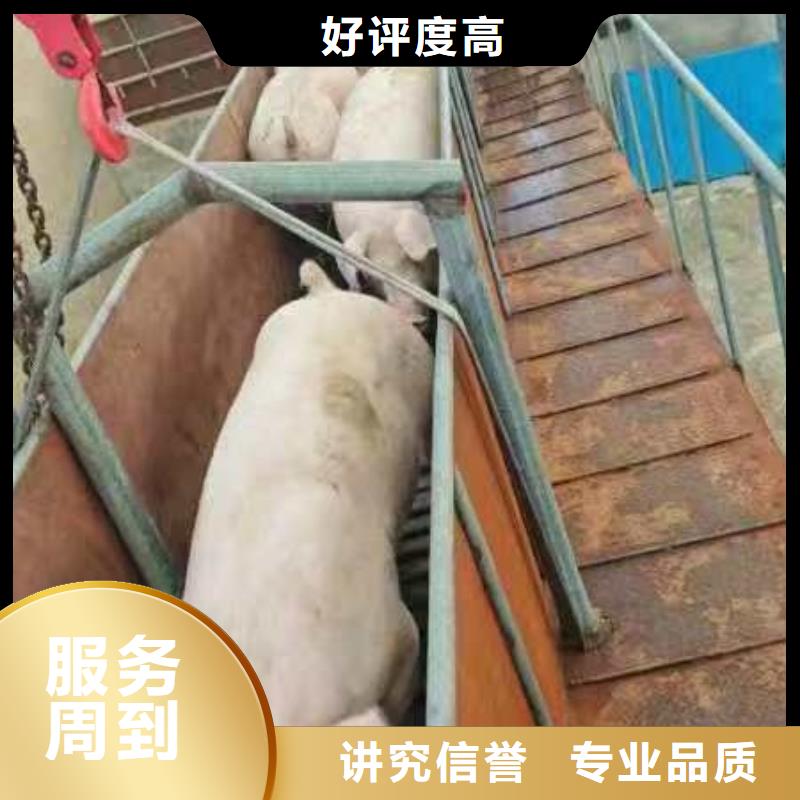 宿迁到仔猪恒温车运输服务优质
