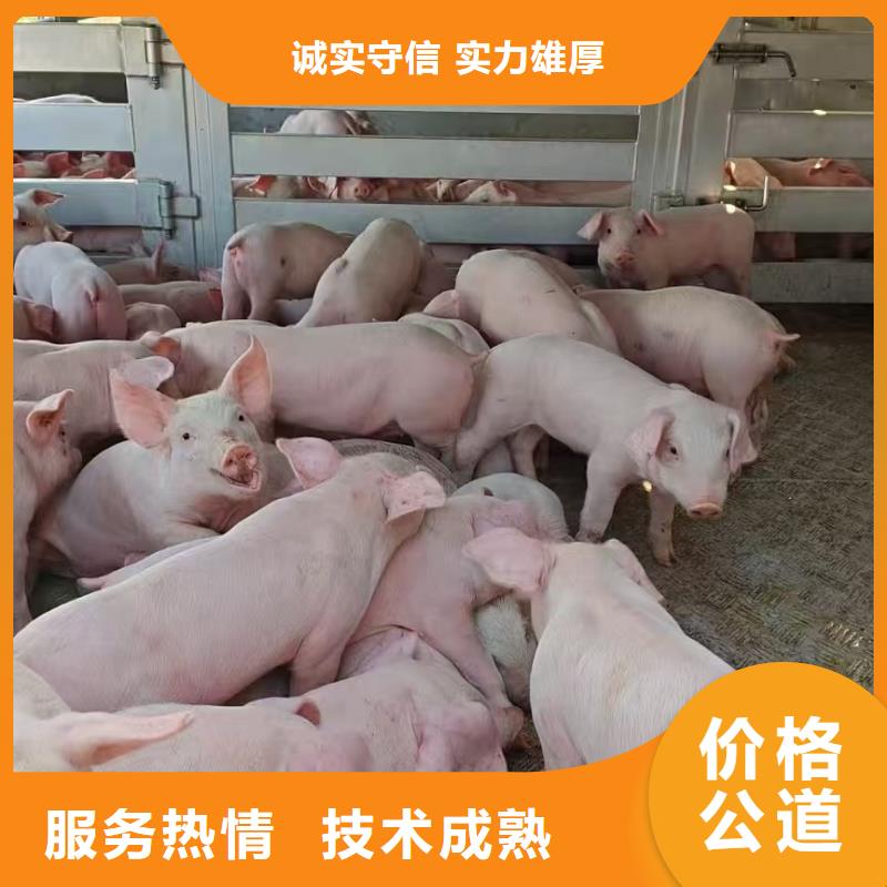温州到肥猪运输恒温车专业可靠
