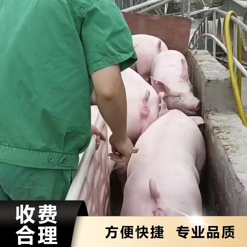 宿迁到仔猪恒温车运输服务优质