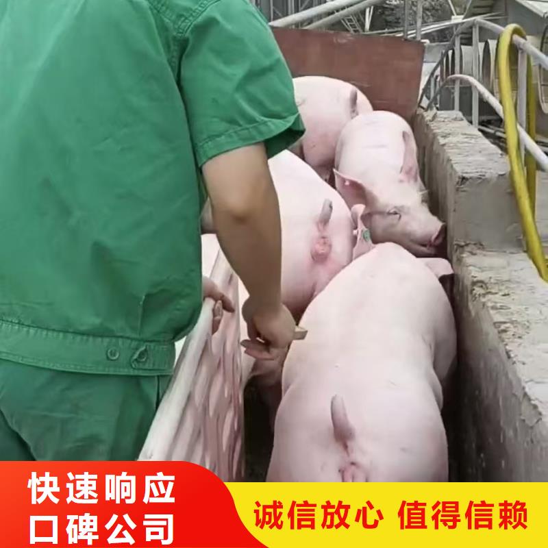 宿迁泗阳到畜禽物流体系完善