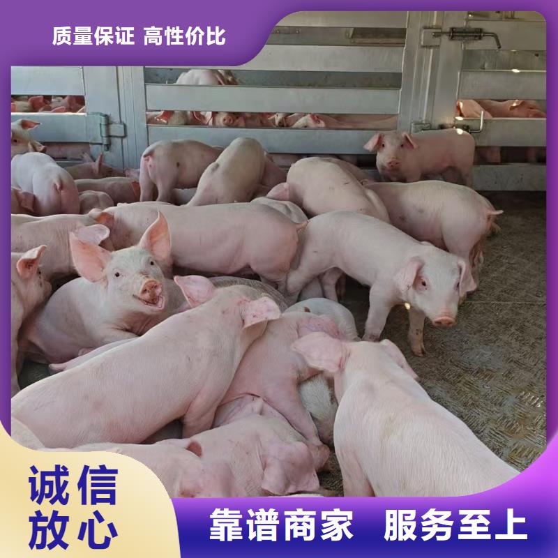 潍坊至种猪恒温车运输照料精心