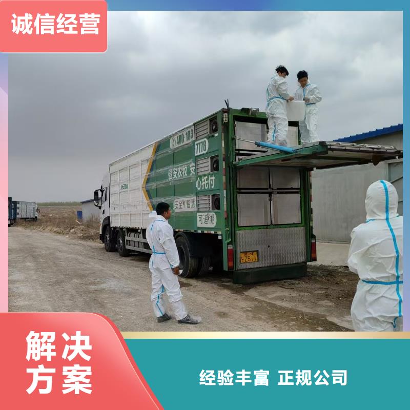 宿迁到生猪运输空调车有条不紊