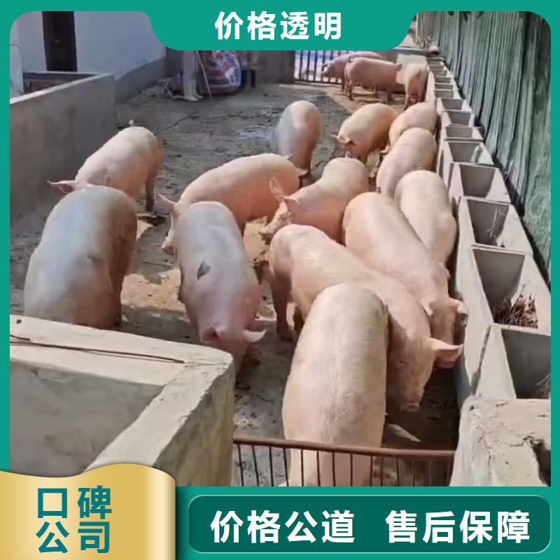 泰州到活禽运输-空调车专业公司