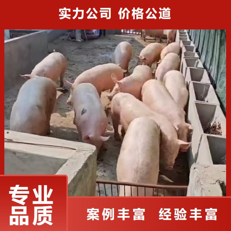 烟台到二育运输空调车品质保证