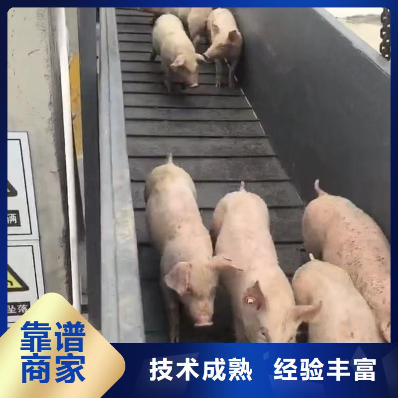 镇江到生猪恒温车运输创新进取
