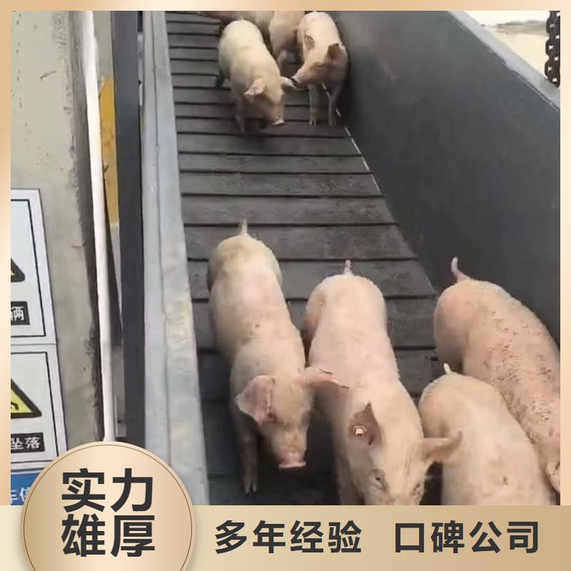 宿迁到种猪空调车运输温柔对待