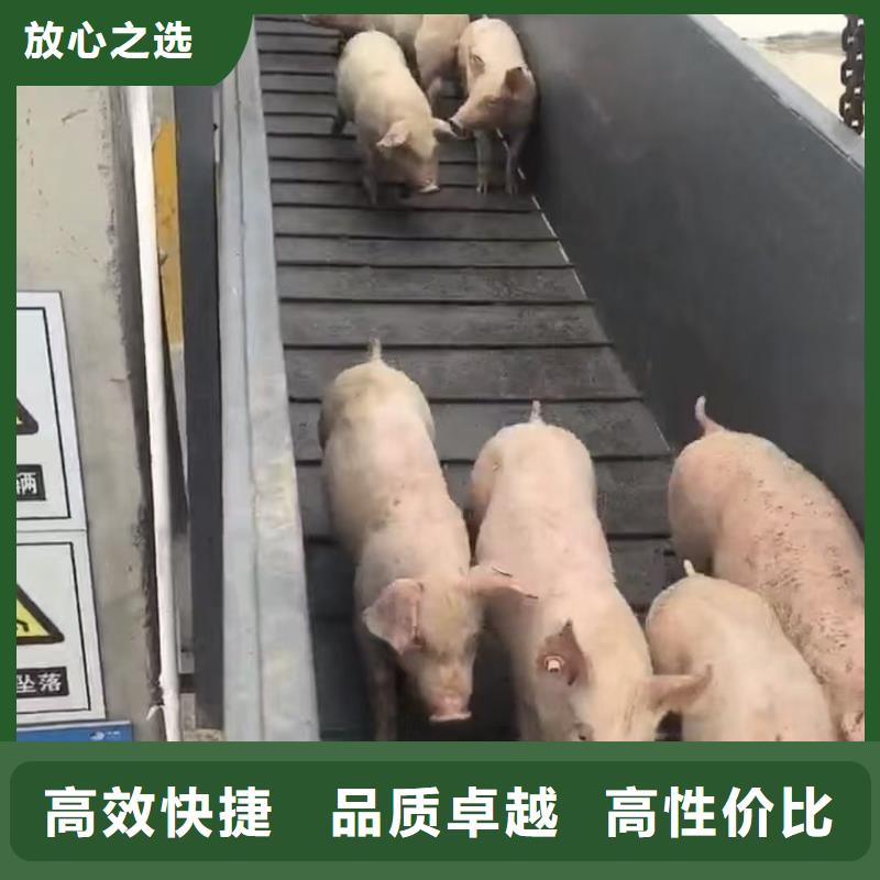 句容到猪牛羊运输空调车服务至上