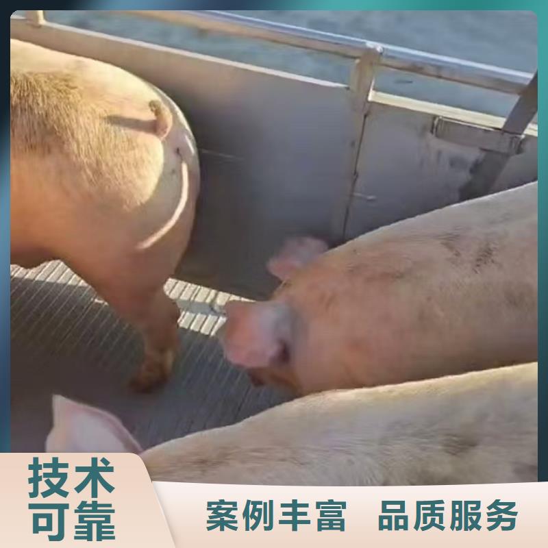 宿迁泗阳到猪只运输专用车可靠