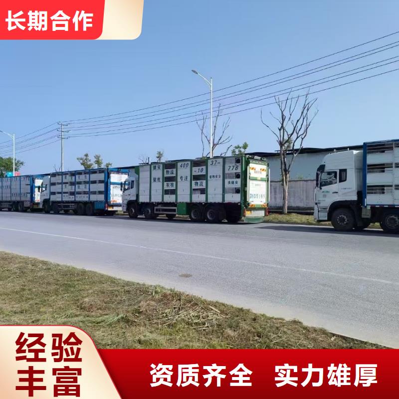 滁州至种猪运输放心省心