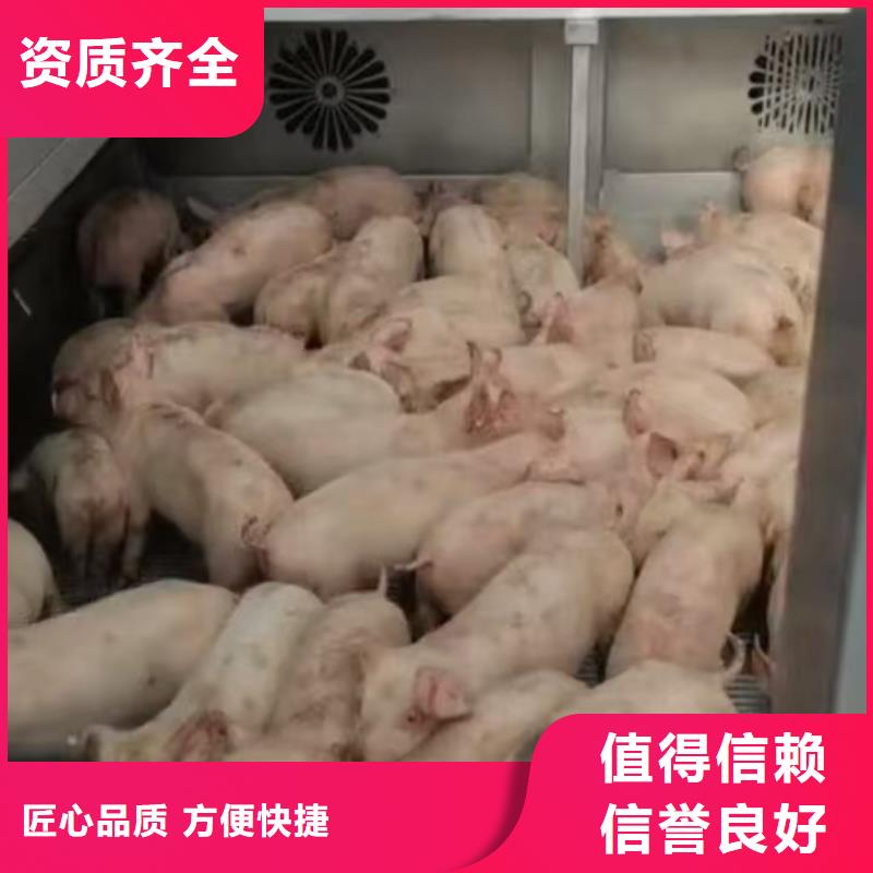 宿迁泗洪到生猪恒温车运输无忧