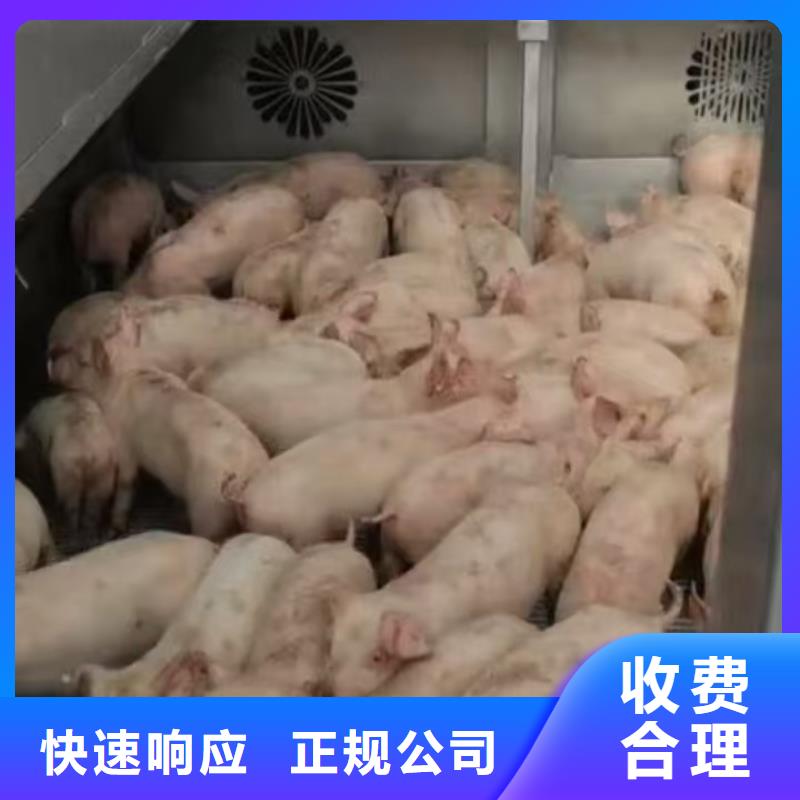 湖州到种猪空调车运输设备精良